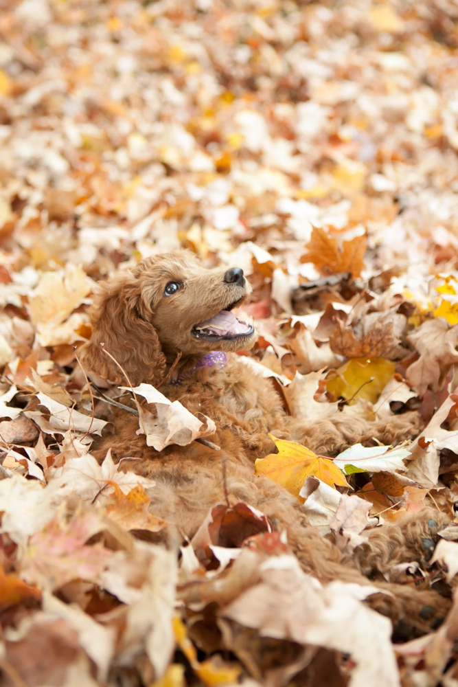 baby poodle portrait in leaves