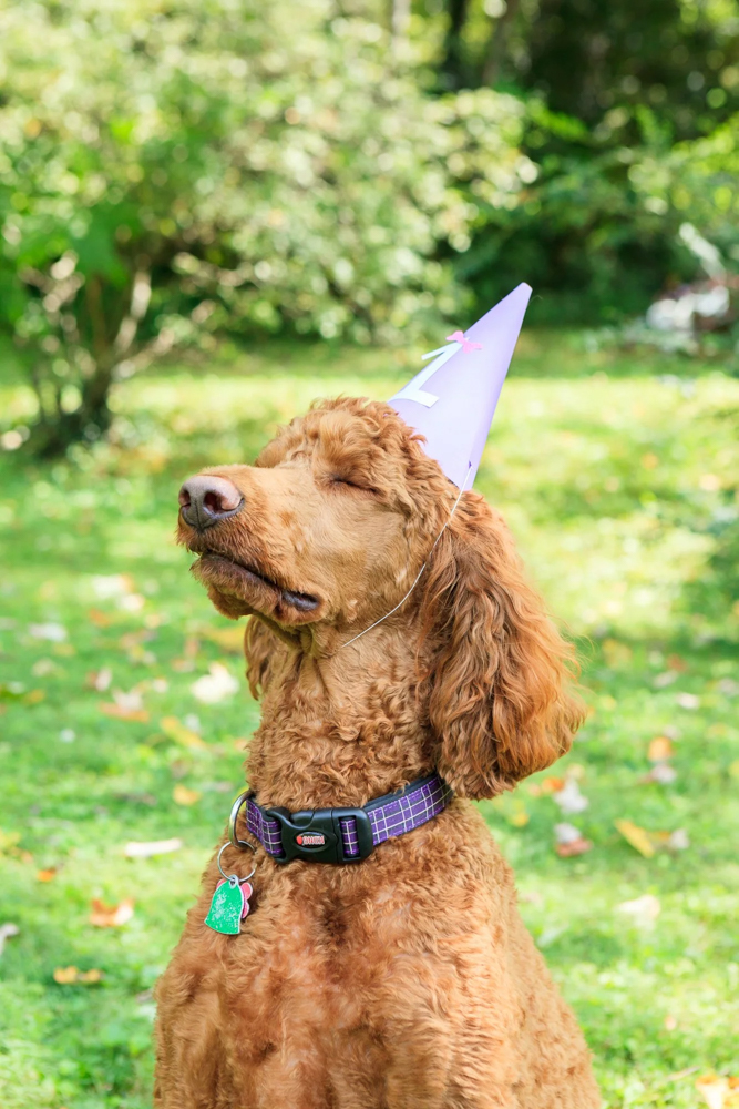 Poodle Dog 1-Year Portrait