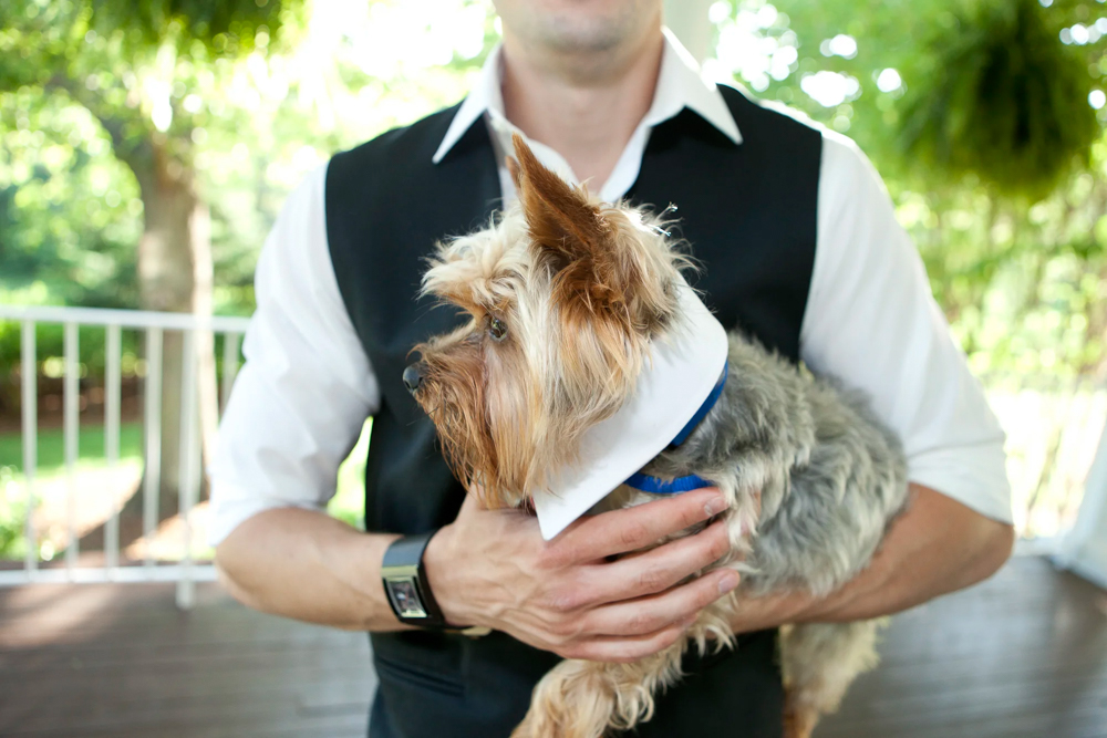 Groom Dog Portrait